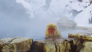 Обезьяны и приматы — живописный фильм о дикой природе с успокаивающей музыкой