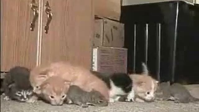 Кошка нянчит бельчат смотреть онлайн