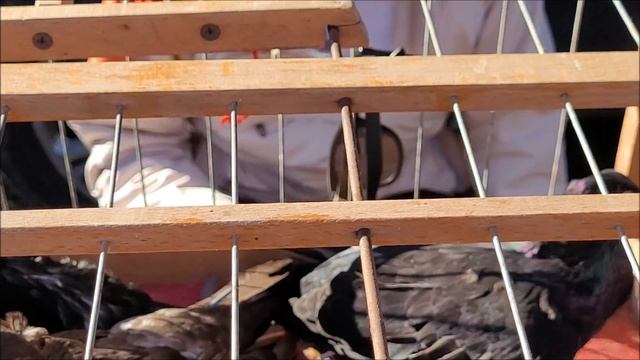 Сельские голуби. 25 09 2022 года, город Кропоткин ярмарка голубей декоративных птиц. 1 ЧАСТЬ. смотреть онлайн