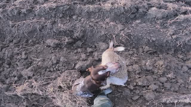 охота на зайца с курцхааром смотреть онлайн