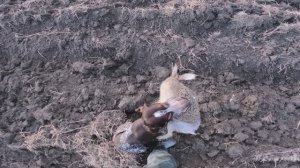 охота на зайца с курцхааром