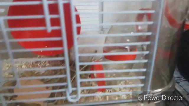 Présentation Cage Rody 3 Zolux