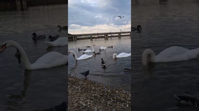 Bird's of Volga river смотреть онлайн
