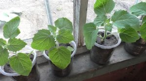 Высаживаю рассаду физалиса в открытый грунт