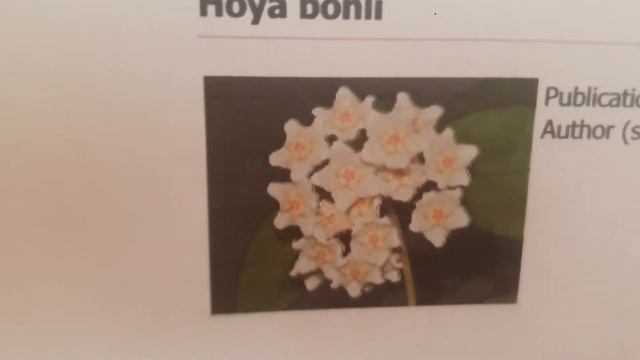 Hoya Loherii,Hoya Sp.Timor,Hoya Bangkok Red,Hoya Tequilla Sunrise And Hoya Bonii,Enjoy 😉