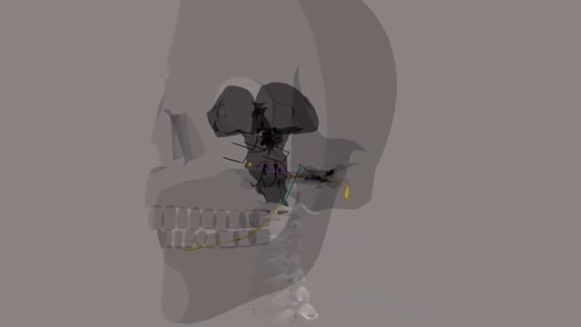 Лицевой нерв за 3 минуты | Путь от мозга (схематично) | Medanatfarm смотреть онлайн