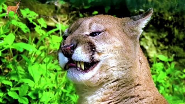 Familiar animasl Farm animals; Cow, Cat, Elephant, Chicken, Dog - animals sounds смотреть онлайн