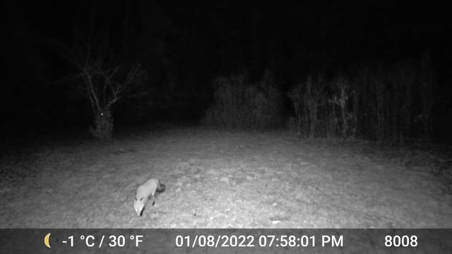 GardePro E6 Trail Camera | Game Camera Video смотреть онлайн