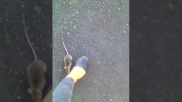 Прогулка на улице с крысой