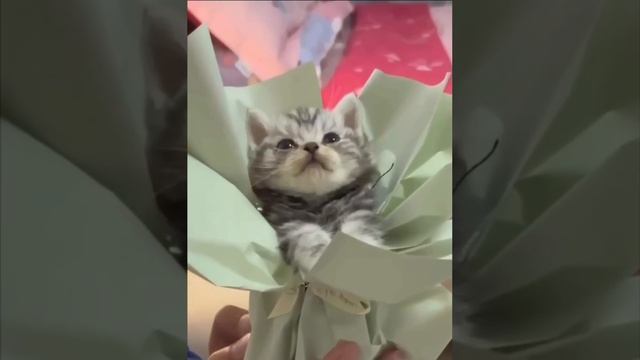 Cute cats 😻 смотреть онлайн