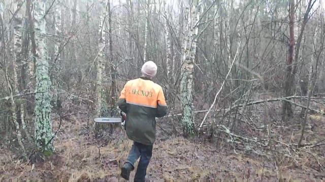 Валка Берёзы не очень получилось