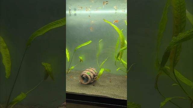 гуппи и меченосцы смотреть онлайн