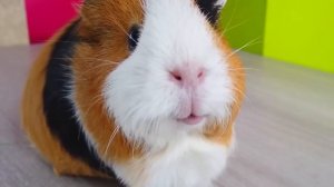 Свинка Бузя: Подготовка К Празднику 8 Марта!