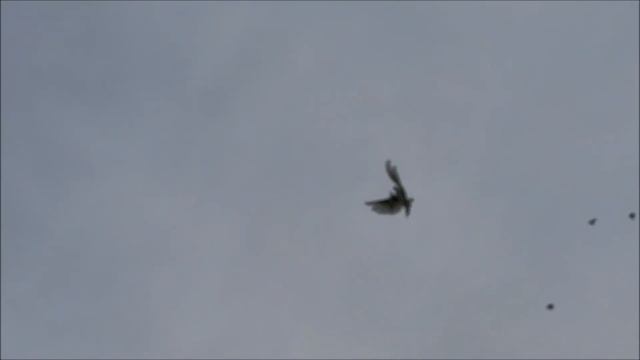 Сельские голуби. 11 09 2022 года,Северная Осетия, Беслан. Бойные голуби Алана. смотреть онлайн