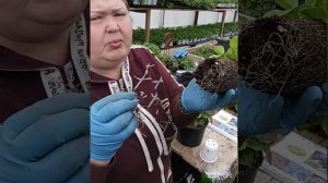 ❗Важно❗Почему купленную рассаду нужно сразу пересадить в больший объём???? #рассадачкаловск