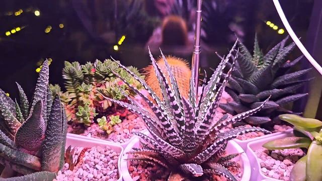 КОМНАТНЫЕ РАСТЕНИЯ #plants #top #garden #цветы #home #orchid #