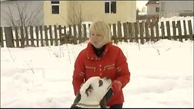 Американский бульдог. ZooPlace.Ru смотреть онлайн