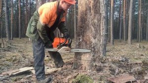 Валка леса /// Валка дерева в направления вала ///