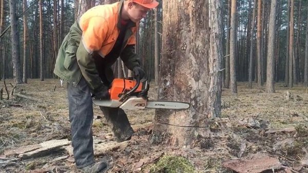 Валка леса /// Валка дерева в направления вала ///