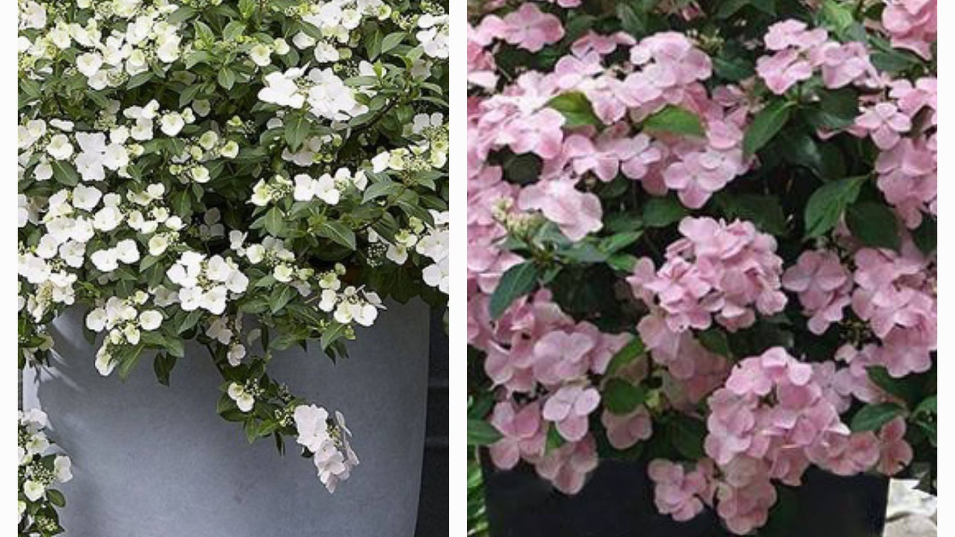 Укоренении, пересадка и выращивание гортензии гибридной. Френч Болеро и Сбежавшая Невеста. смотреть онлайн