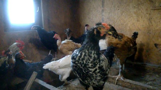 29 октября: зима пришла! смотреть онлайн