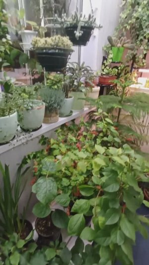 Обзор. Зимний сад на холодном балконе. Суккуленты.