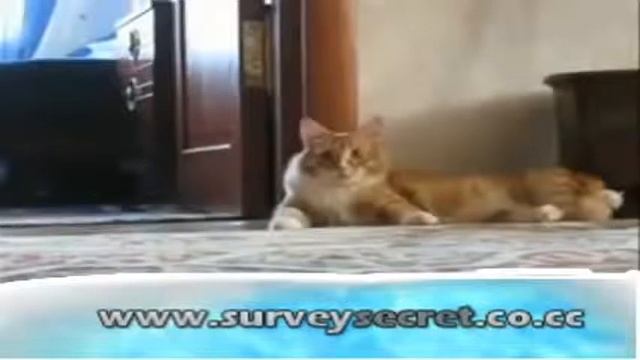 FUNNY CATS 2 im scared!!! ~2014 смотреть онлайн