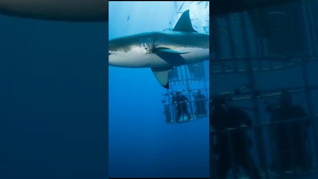 LOS 7 MITOS DE LOS MOUTROS MARINOS смотреть онлайн