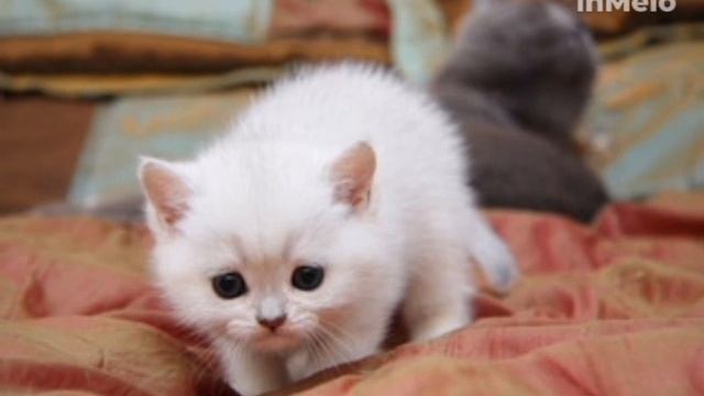 милые кошки смотреть онлайн