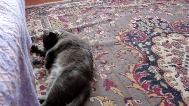 Кошка хочет кота смотреть онлайн