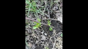 Как я вырастил саженец яблони из веточки