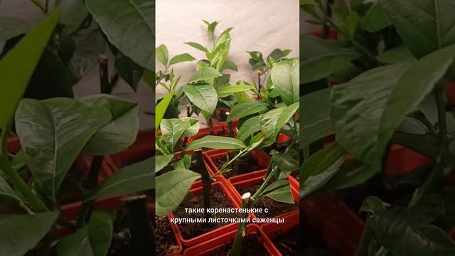 Лимон Мейер, плодоносящий саженец смотреть онлайн