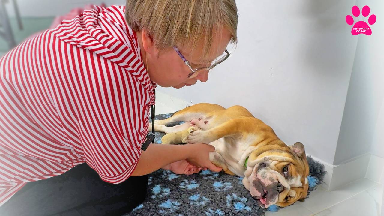 Родила всего одного щенка! Хуже не бывает! смотреть онлайн