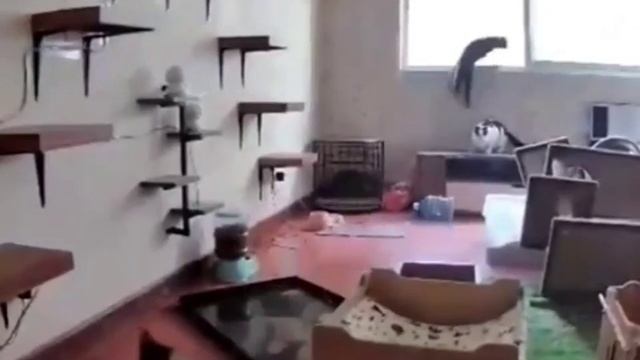 Cute cats 😻 смотреть онлайн