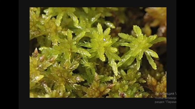 Биология с нуля Ч. 6. Мхи смотреть онлайн