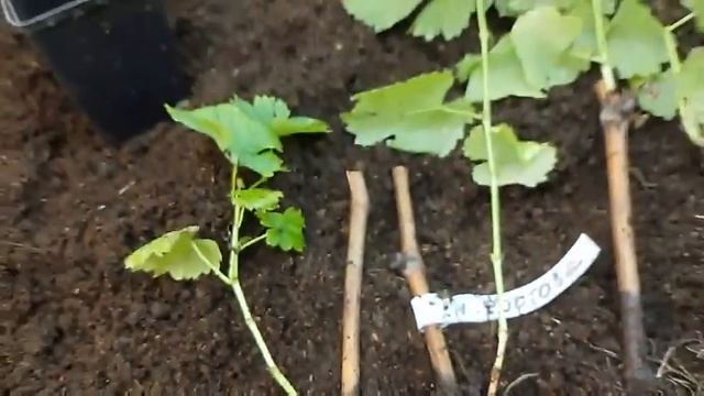 13 мая 2024 г. смотреть онлайн