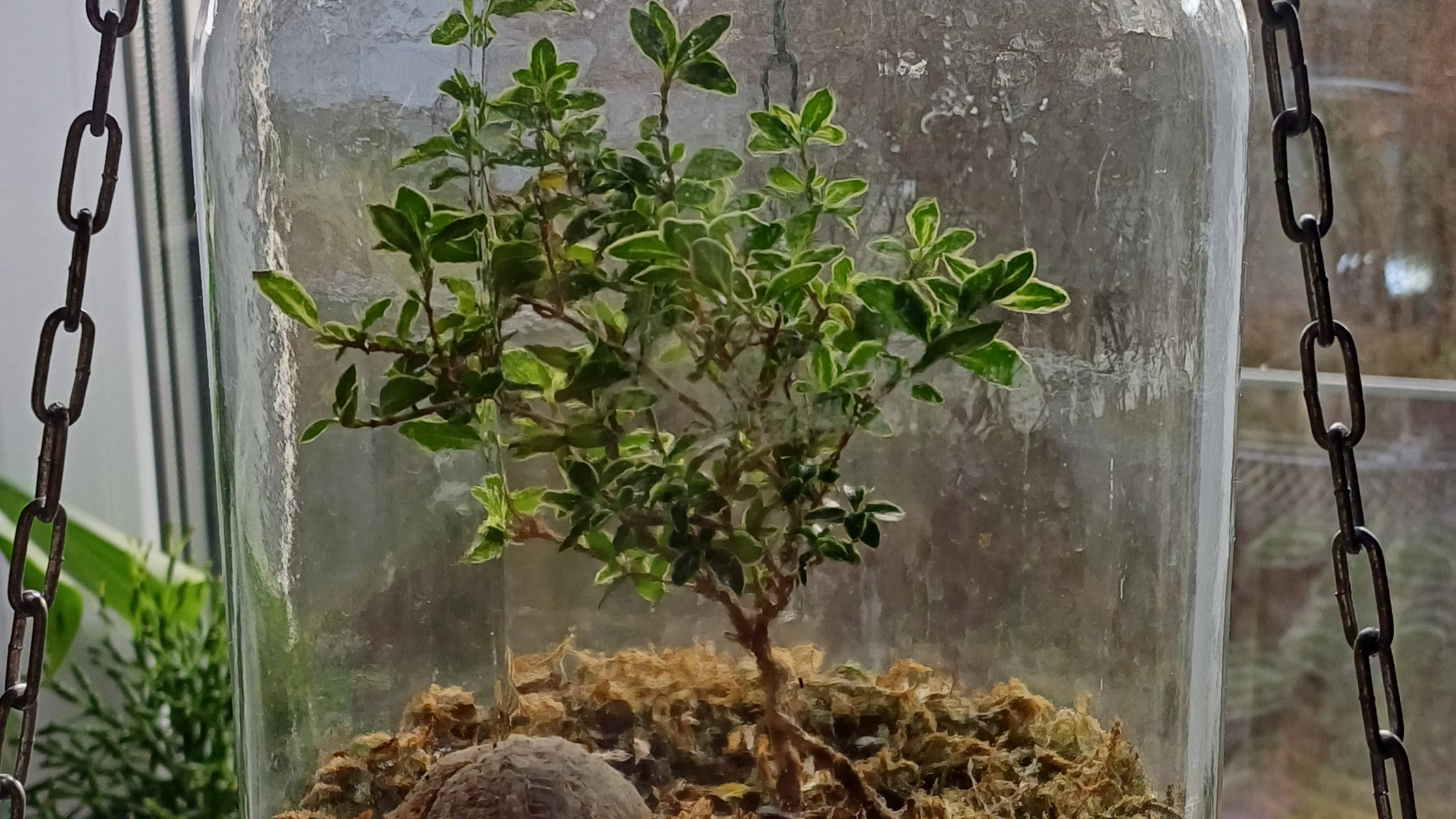 Растения. Вопрос о Сериссе Японской. Обзор растений на кухонном окне. смотреть онлайн