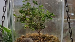 Растения. Вопрос о Сериссе Японской. Обзор растений на кухонном окне.