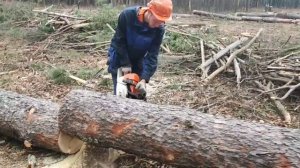 Валка дерева и заканчиваем лесосеки Stihl MS 361