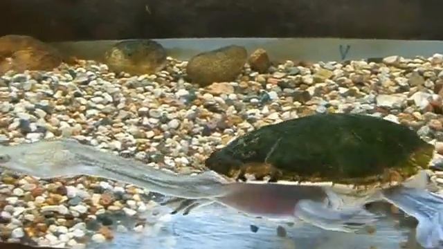 Ужас какая черепаха! The horror of what a turtle! смотреть онлайн