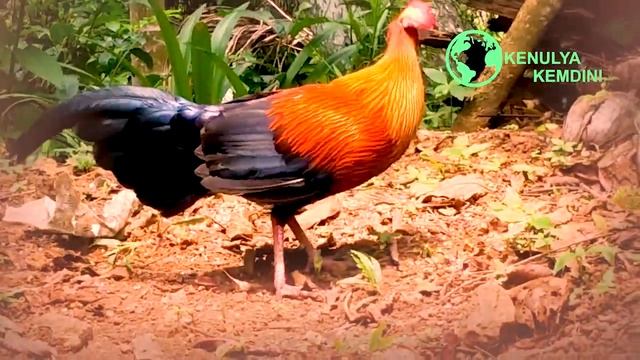 Sri Lanka Jungle Fowl | වලි කුකුළා | National Bird of Sri Lanka present by Kenulya Kemdini. смотреть онлайн