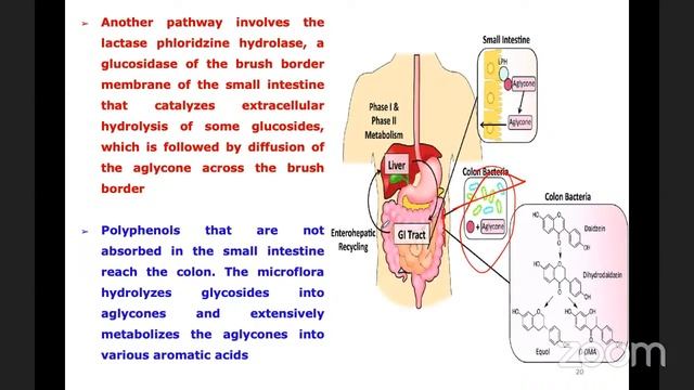 Polyphenols and their effects on enzyme inhibition: A Solution for serious diseases смотреть онлайн