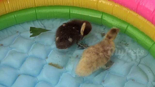 Pets : Fish, Duckling, Hamster. Cricket, Lizard, Scorpion смотреть онлайн