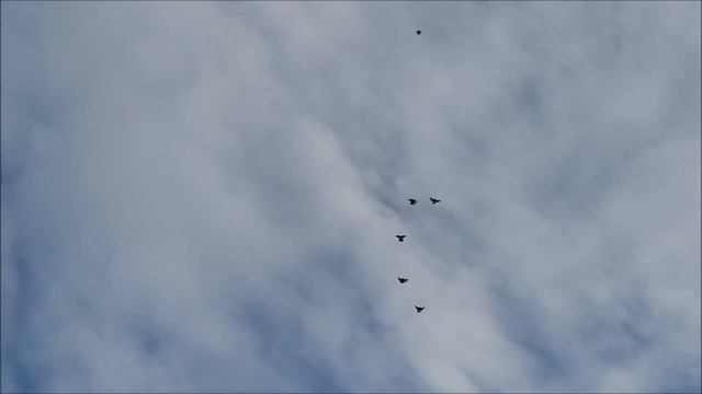 8 02 2024 года.Арзгир - Николаевские голуби Александра. смотреть онлайн