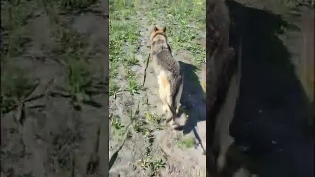 Выбор собаки для дрессировки #обучение #димитровград #отлов #приют #кинолог # Мадьянкин смотреть онлайн