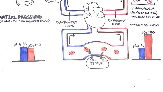 Oxygen - Haemoglobin Dissociation Curve - Physiology смотреть онлайн