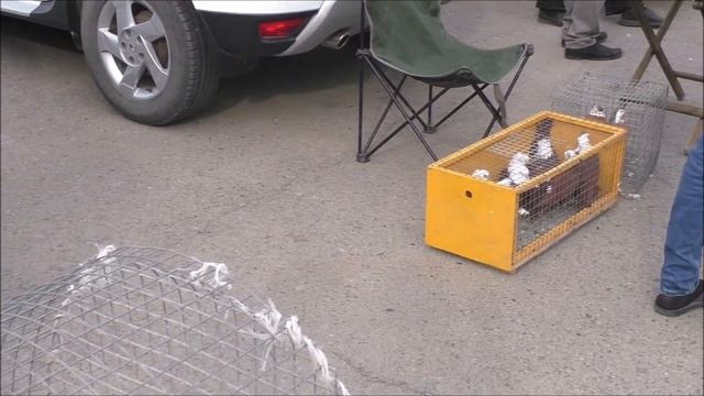 Сельские голуби. 2 10 2022 года ярмарка голубе.певчих птиц и декоративных птиц с награждением. смотреть онлайн