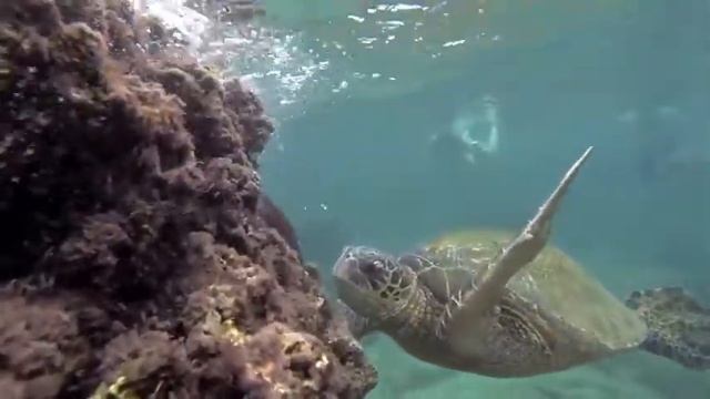 Hawaiian Green Sea Turtles смотреть онлайн