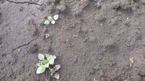 Итоги всходов многолетников из семян в открытом грунте