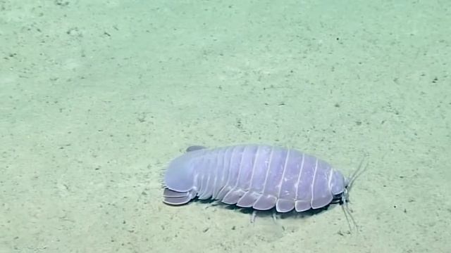 Myth of Deadly species of spider spreading the woodlouse spider.(watch Till End) смотреть онлайн